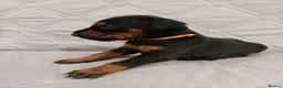 Dobermann dogs for sale: European doberman puppies for sale. in Swindon - Advert 11
