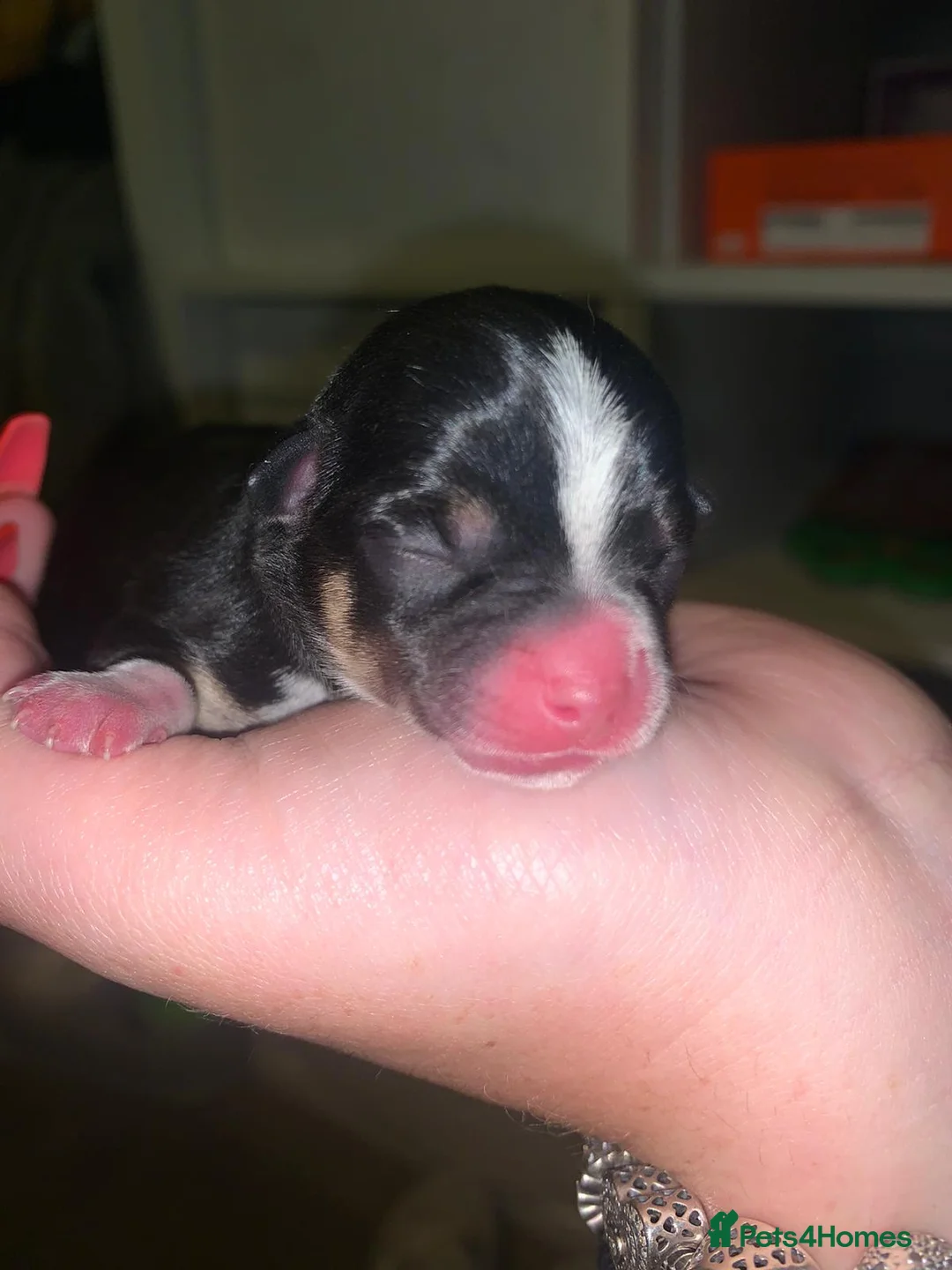 Chihuahua dogs for stud: Chihuahua for stud in Brighton - Advert 11