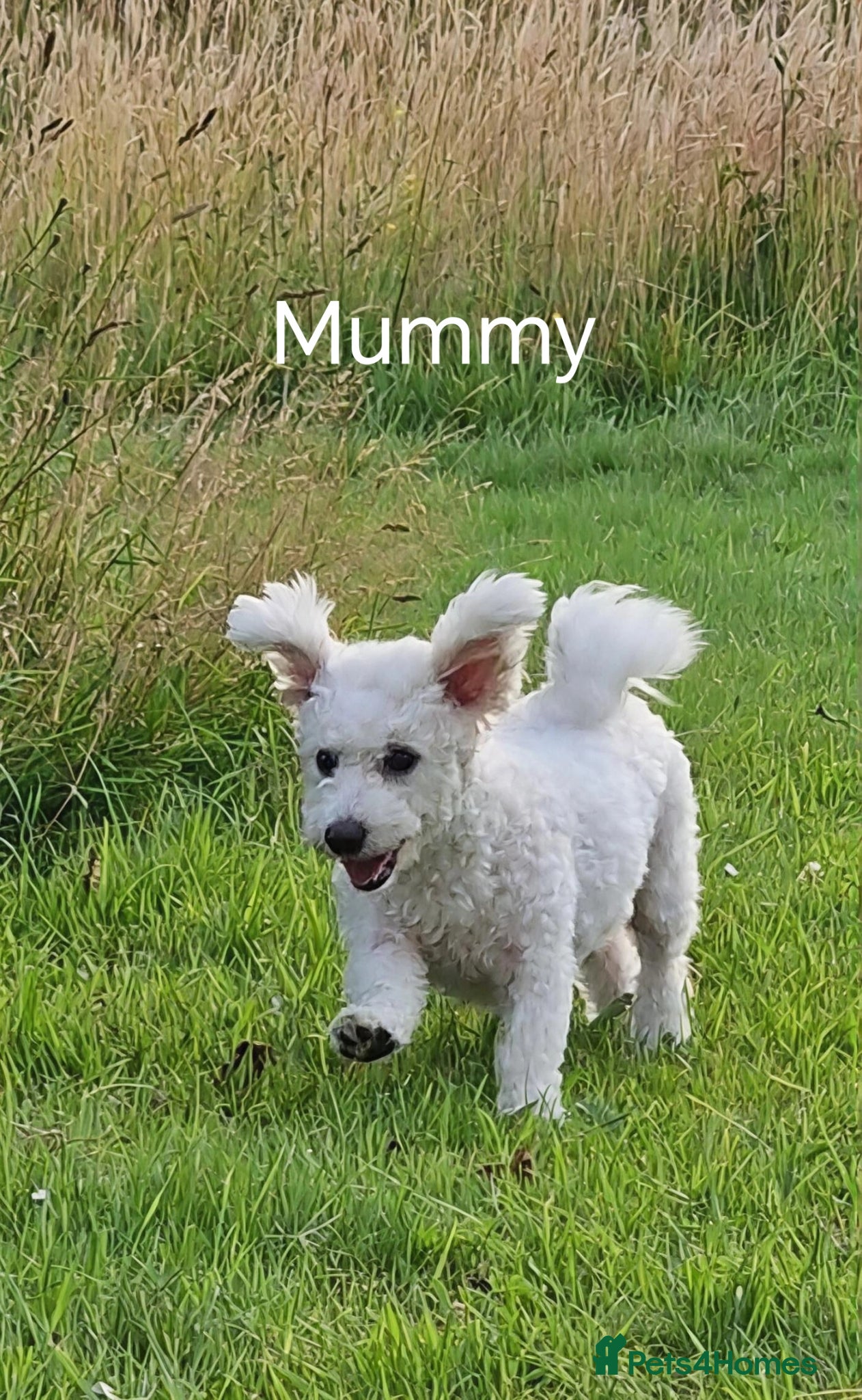 Poochon dogs for sale: Toy poochon READY NOW  - Advert 3