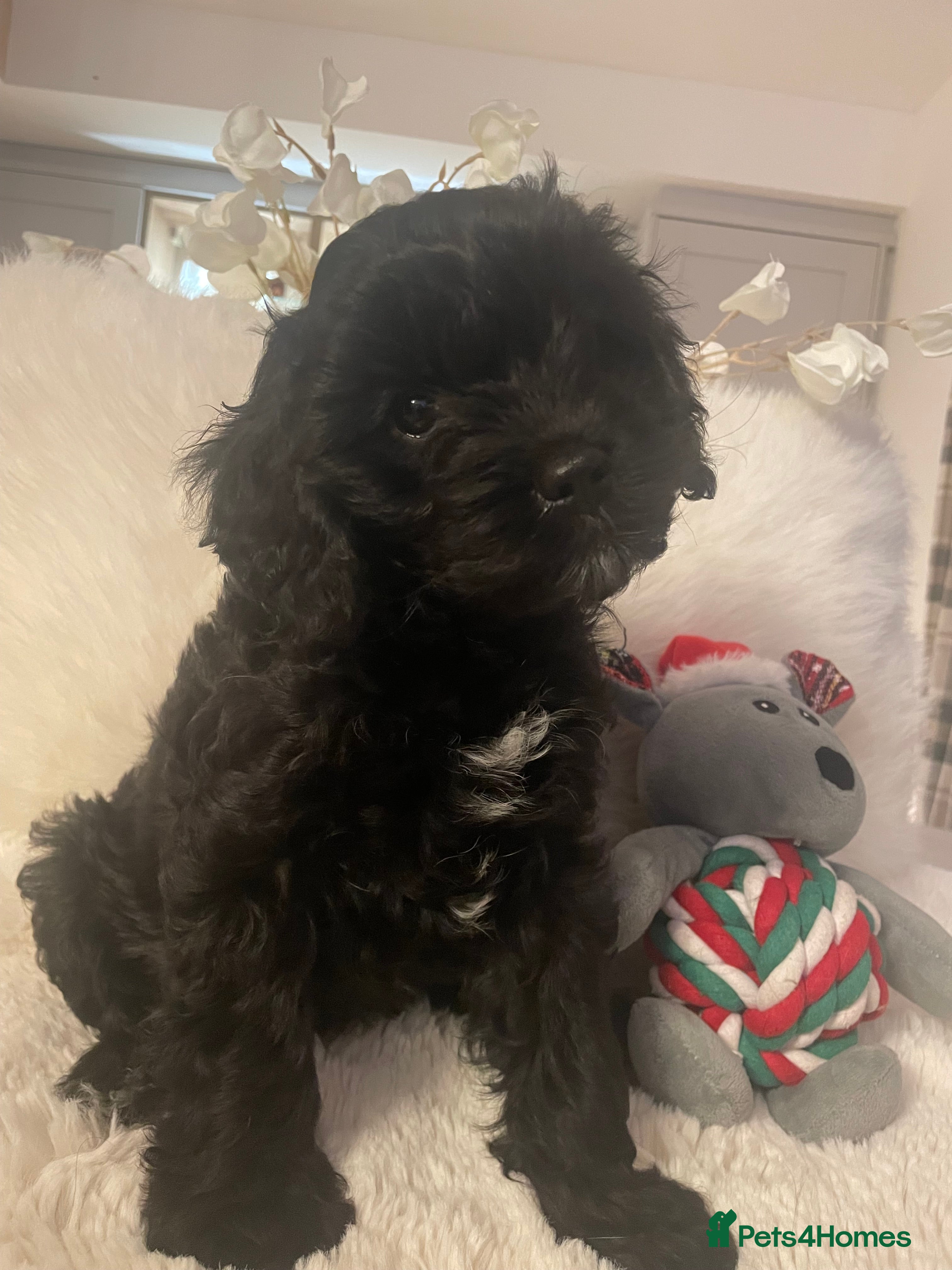 Cavapoo dogs F1 Cavapoo - Advert 13