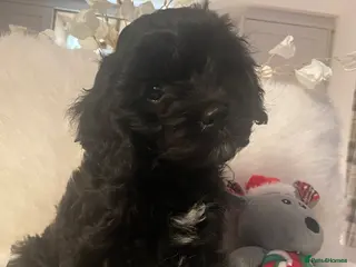 Cavapoo dogs F1 Cavapoo - Advert 9