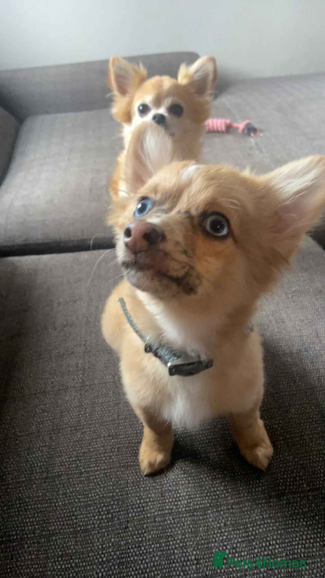Chihuahua dogs for sale: ‘Moley’ looking for his new home in Tunbridge Wells - Advert 8