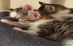 Mixed Breed cats for sale: TABBY/TORTOISESHELL/WHITE KITTENS X5 - Image 11