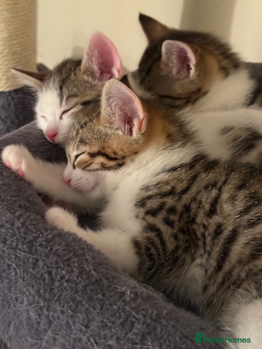 Mixed Breed cats for sale: TABBY/TORTOISESHELL/WHITE KITTENS X5 - Image 11