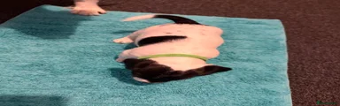 Mixed Breed 3
