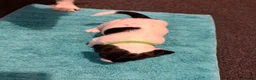 Mixed Breed dogs for sale: Cross bread Springer/Russel in Nuneaton - Advert 10
