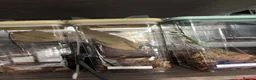 Praying Mantis invertebrates for sale: Praying Mantis - 5 different breeds in Stafford - Advert 2