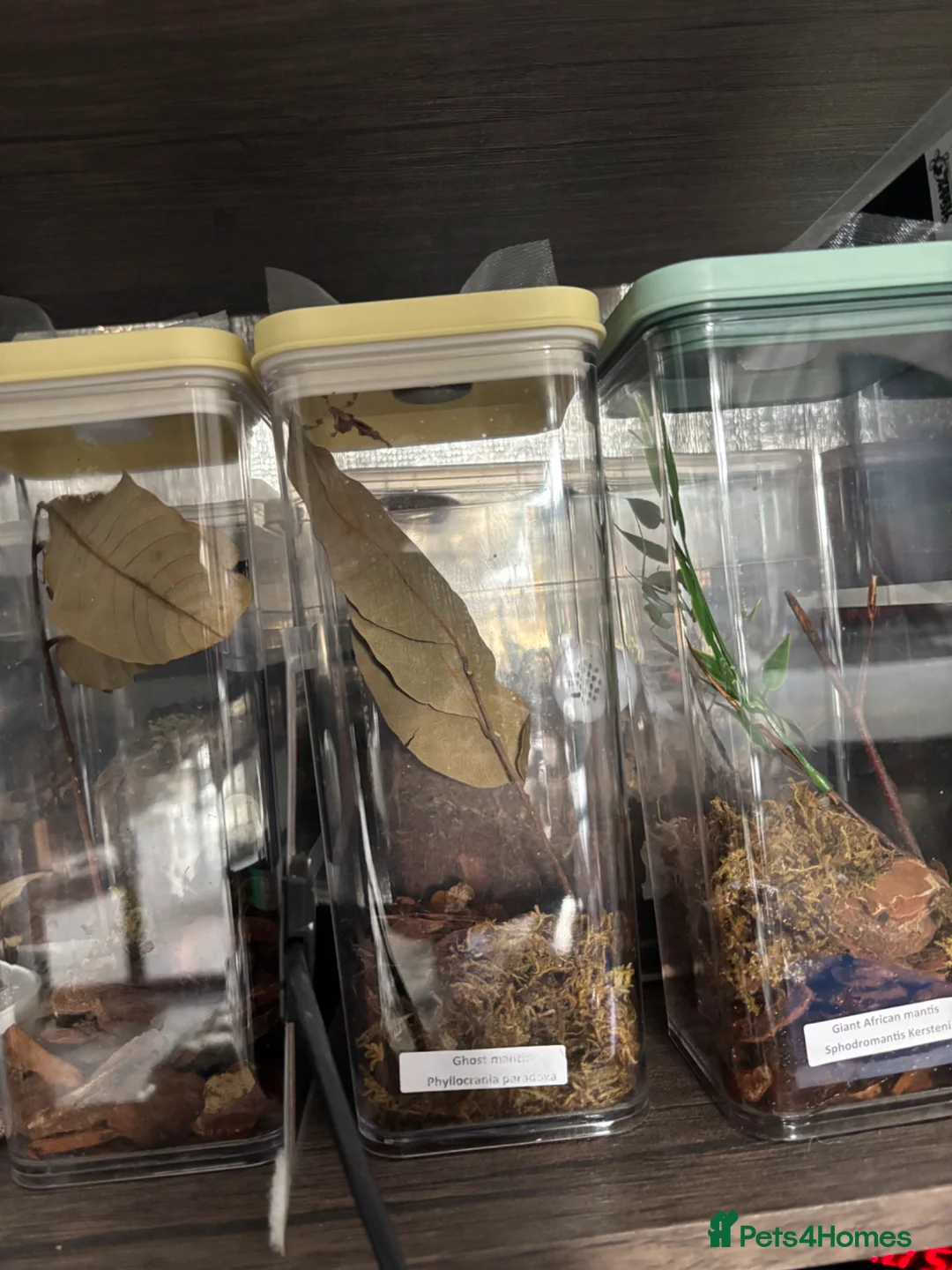 Praying Mantis invertebrates for sale: Praying Mantis - 5 different breeds in Stafford - Advert 2