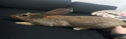 Continental Giant rabbits for sale: Female house rabbit  in Saint Helens - Advert 3