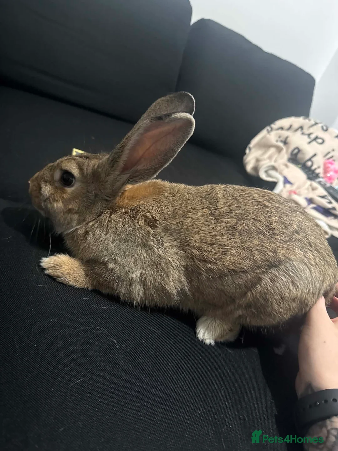 Continental Giant rabbits for sale: Female house rabbit  in Saint Helens - Advert 3