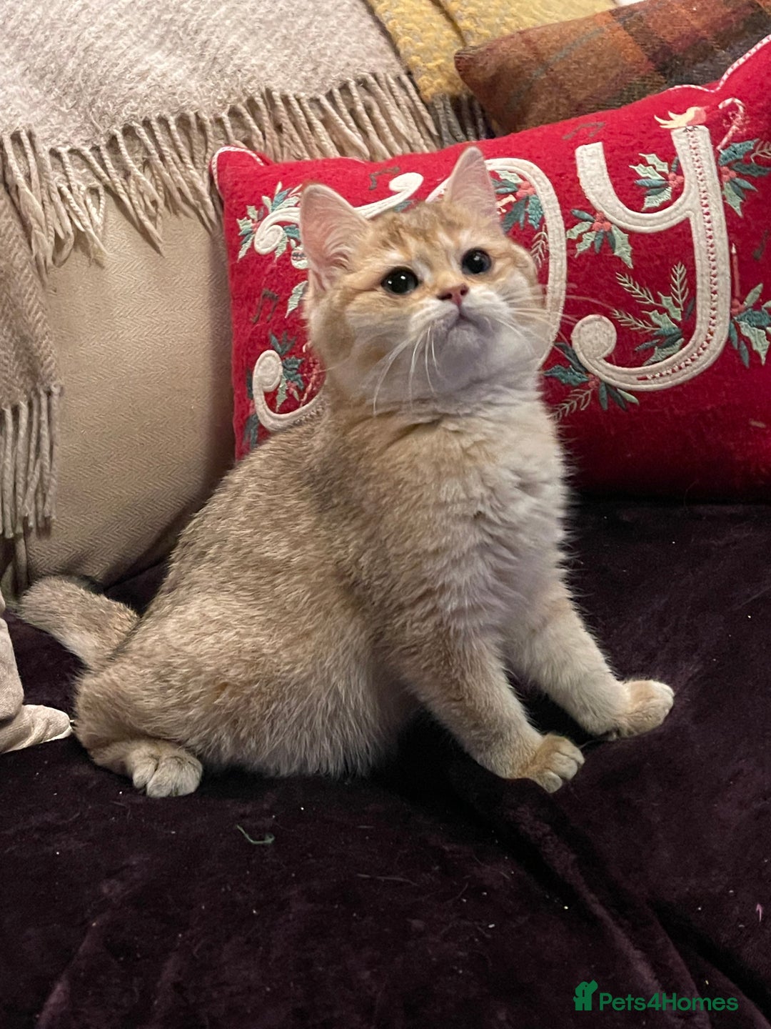 British Shorthair cats for sale: Ready Today Golden Female Kitten  - Advert 1