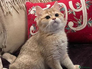 British Shorthair cats Ready This Weekend Golden Female Kitten - Advert 8