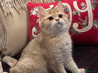 British Shorthair cats Ready Today Golden Female Kitten - Advert 6