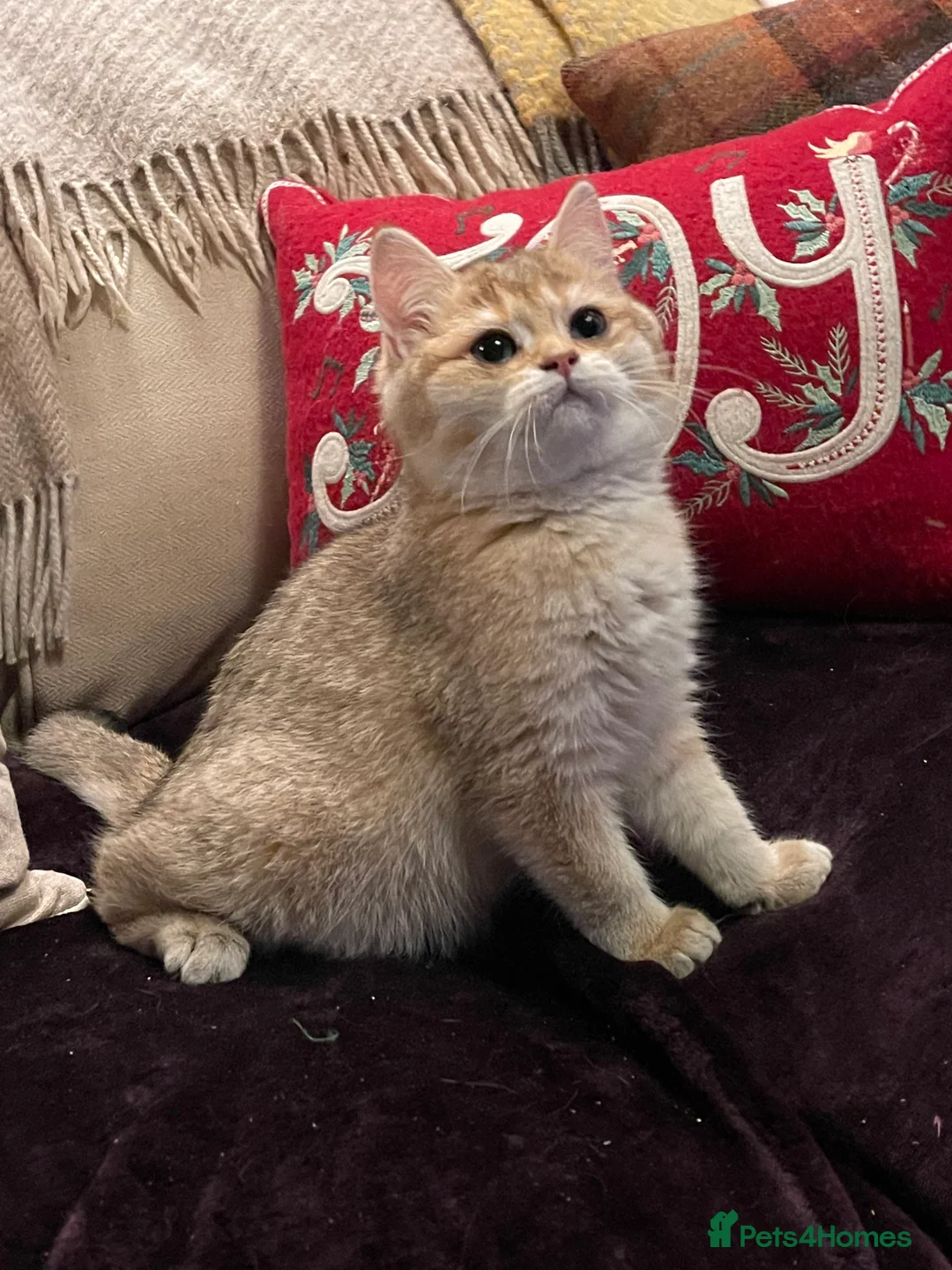 British Shorthair cats for sale: Ready Today Golden Female Kitten  - Advert 1