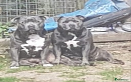 Staffordshire Bull Terrier dogs for sale: Blue staffs for sale £900 - Image 19