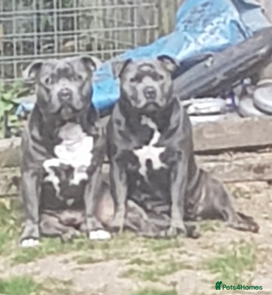 Staffordshire Bull Terrier dogs for sale: Blue staffs for sale £900 - Image 19