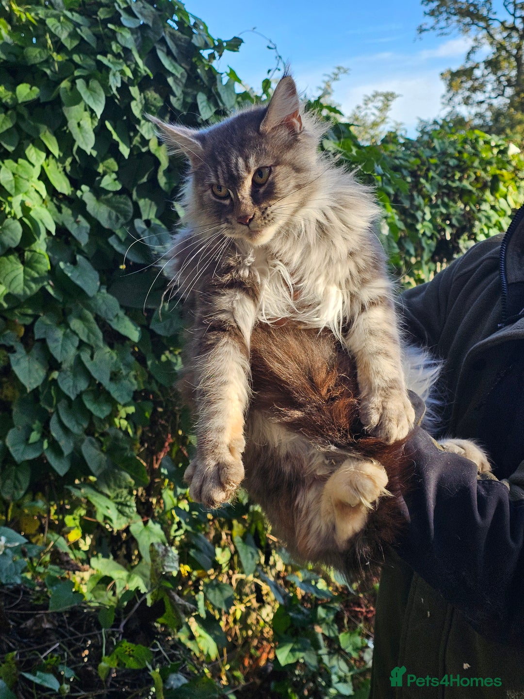 Maine Coon cats for sale: 5 maine coons  - Image 5