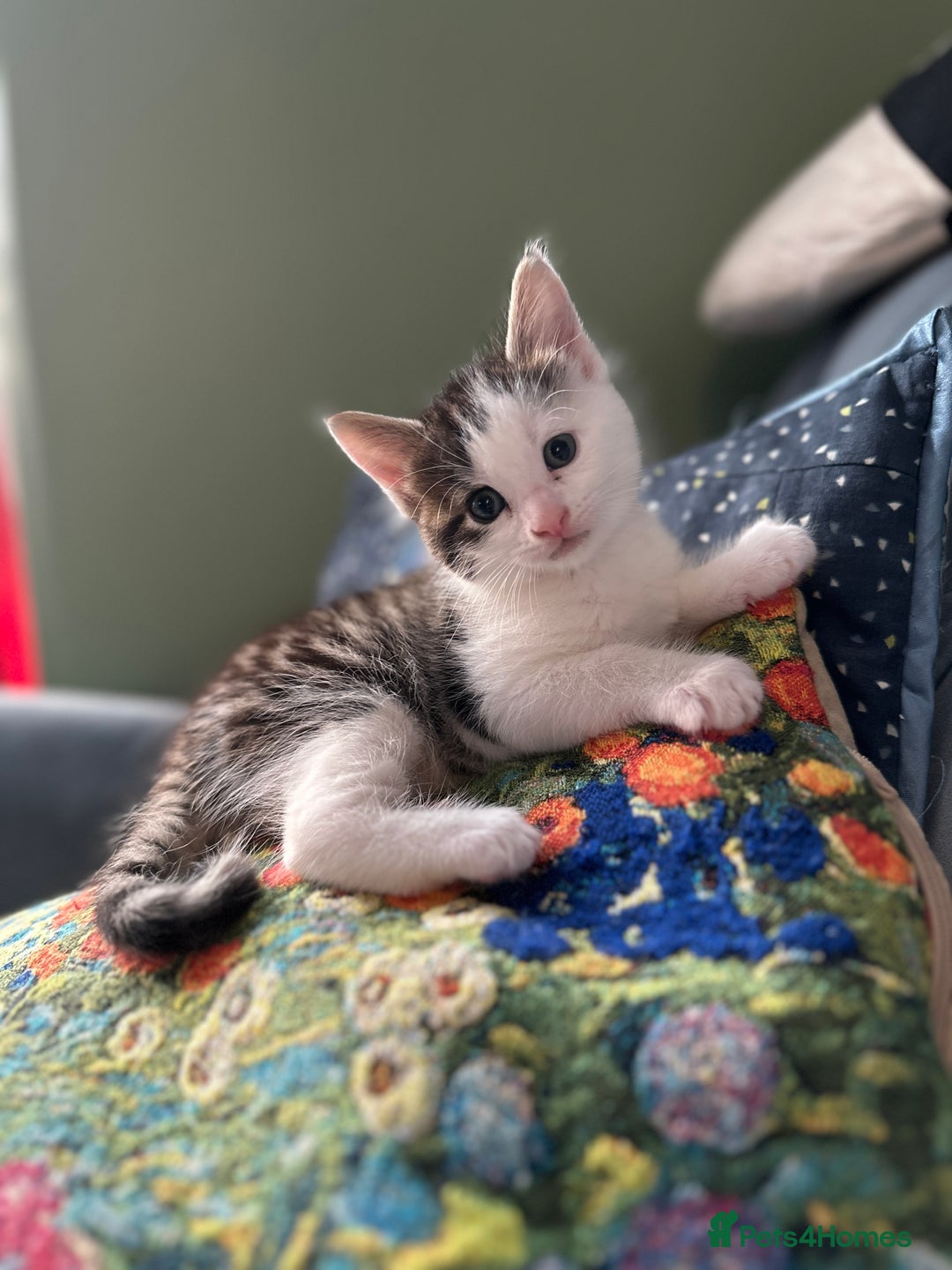 British Shorthair cats for sale: 4 adorable 9 week old kittens for sale - Image 6