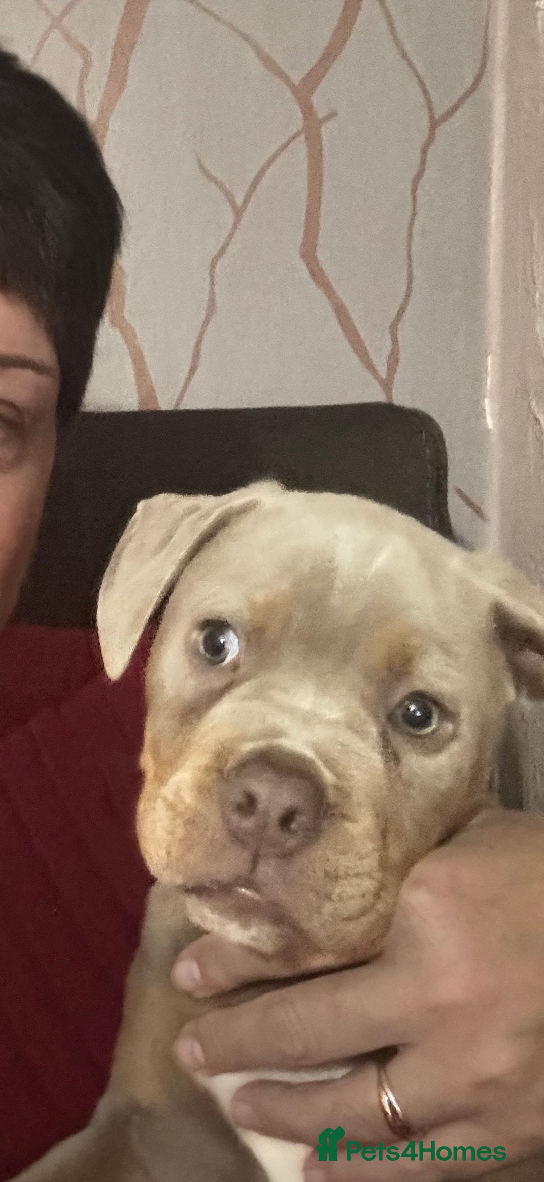 Olde English Bulldogge dogs for sale: Male old English bulldog - Advert 3