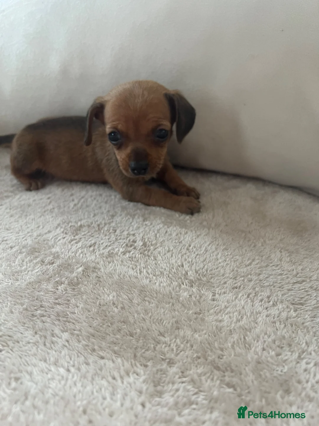 Miniature Dachshund dogs for sale: Beautiful KC Registered miniature dachshunds 🐾  - Advert 2