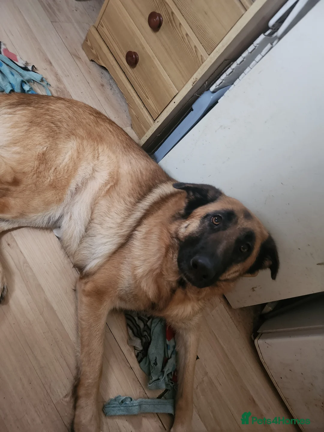 German Shepherd dogs for sale: 2 year old female German Shepherd  in Withernsea - Advert 2