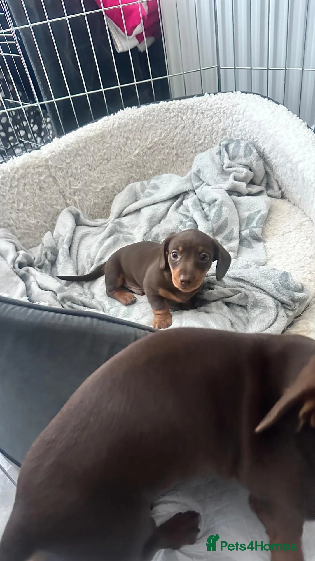 Miniature Dachshund dogs for sale: 🐾 Adorable Dachshund Puppies - 3 Boys Left - Advert 7