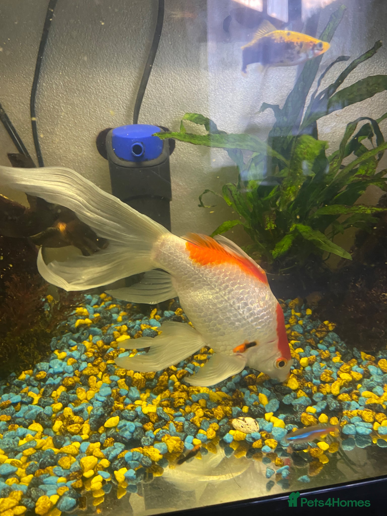 Goldfish fish for sale: 🐟 Beautiful Goldfish for Sale 🐟 in Mansfield - Advert 4