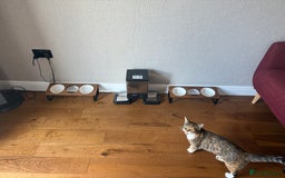 Mixed Breed cats for sale: Rehoming Bonded Cats – ****** - Image 6
