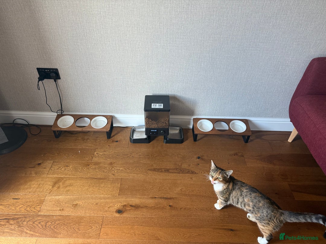 Mixed Breed cats for sale: Rehoming Bonded Cats – ****** - Image 6