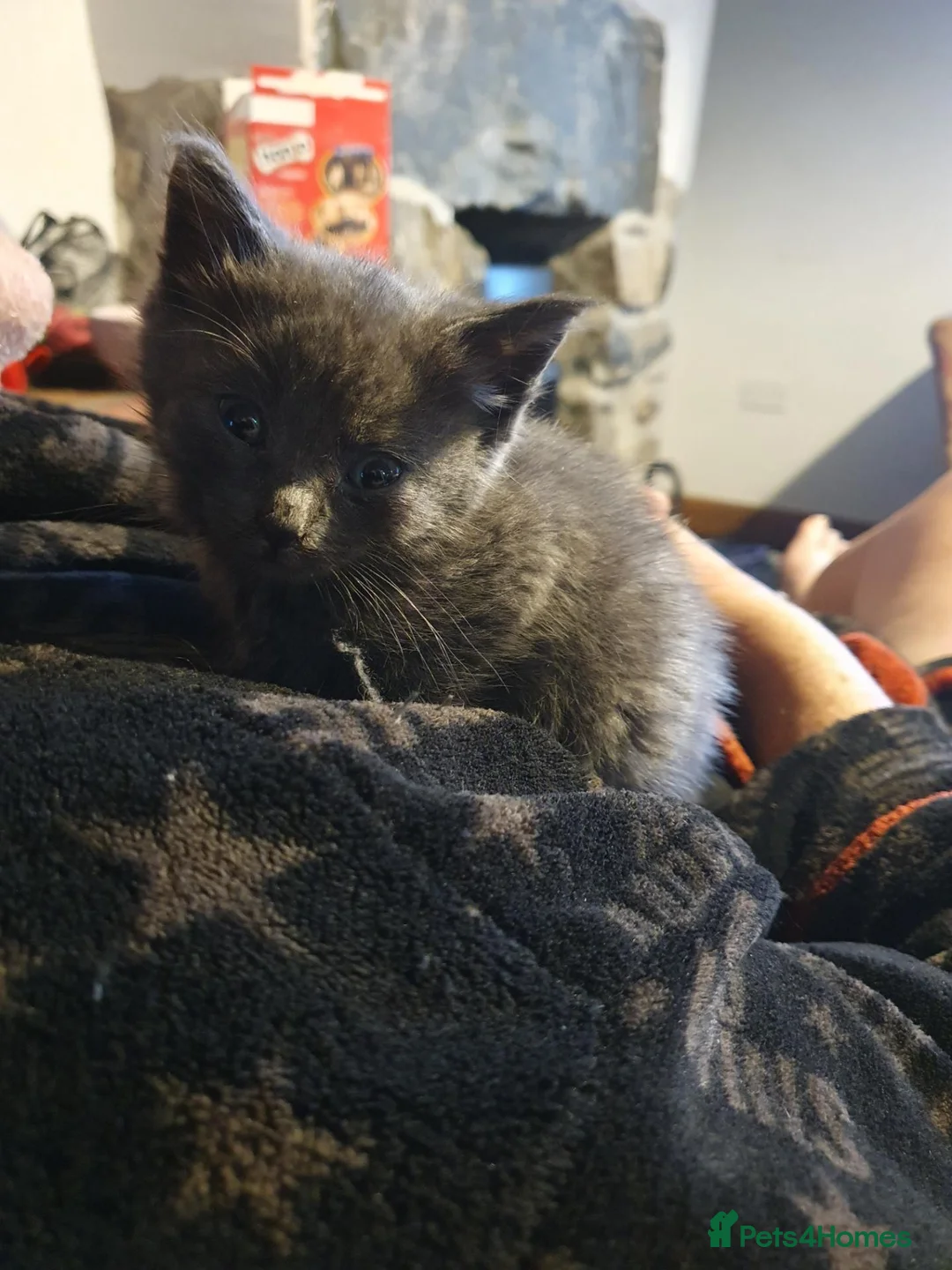 Mixed Breed cats for sale: Lovely little kittens - Advert 16