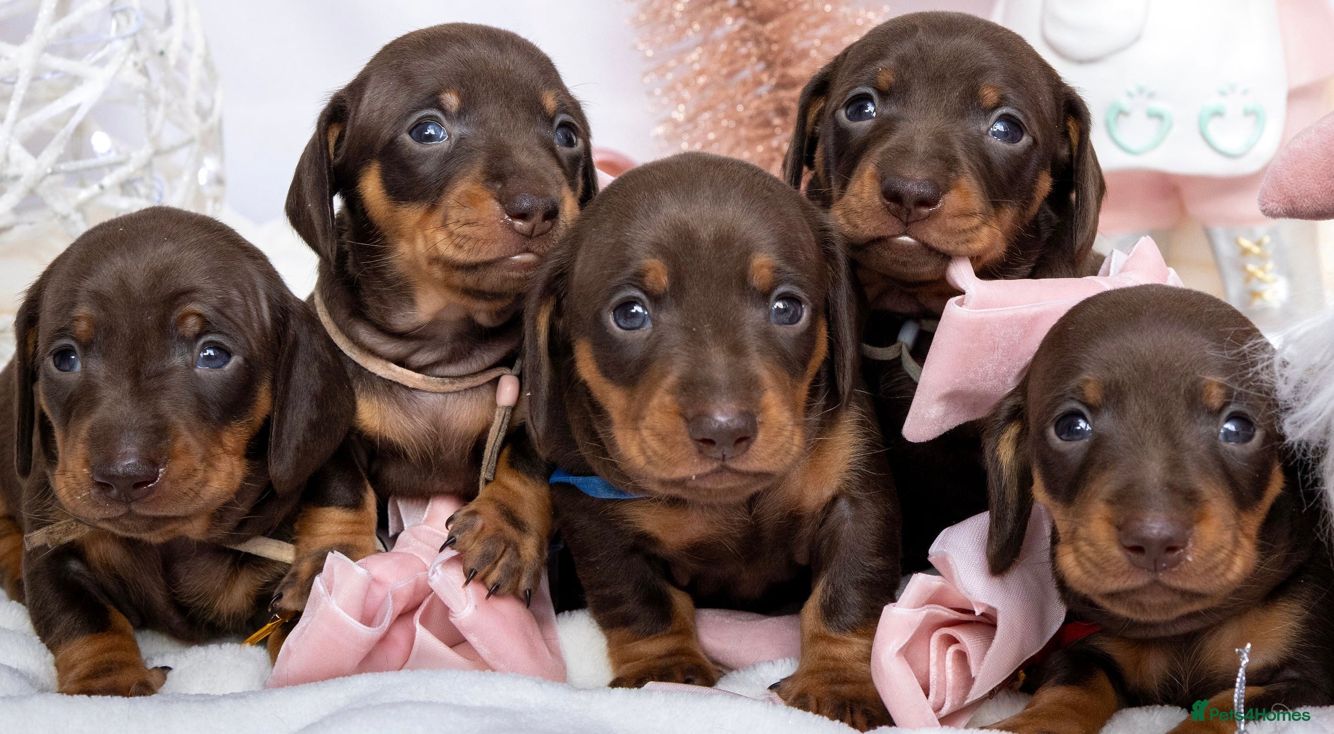 Miniature Dachshund dogs Chocolate and tan miniature dachshunds  - Advert 1