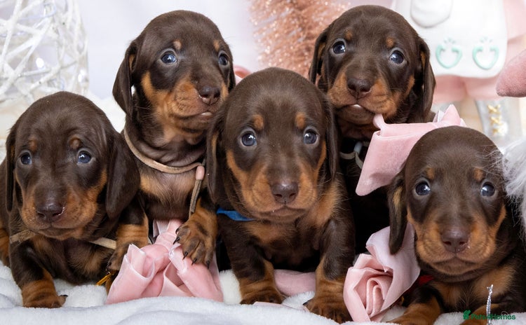 Miniature Dachshund dogs Chocolate and tan miniature dachshunds  - Advert 3