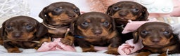 Miniature Dachshund dogs for sale: Chocolate and tan miniature dachshunds  - Advert 1