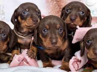 Miniature Dachshund dogs Chocolate and tan miniature dachshunds - Advert 9