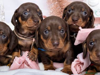 Miniature Dachshund dogs Chocolate and tan miniature dachshunds - Advert 18