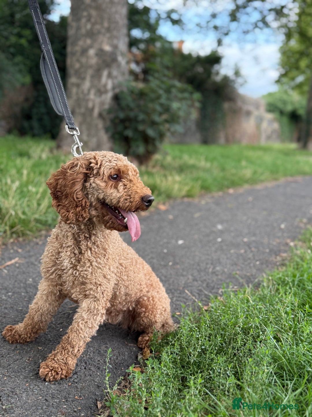 Miniature Poodle dogs for sale: Miniature Poodle - Image 3