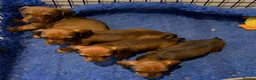Miniature Dachshund dogs for sale: Adoreable home reared in profeshional home - Advert 8