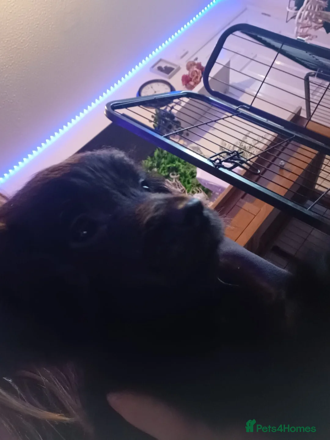 Cockapoo dogs for sale: Ready to go! Black fluffy cockapoo for sale - Advert 6