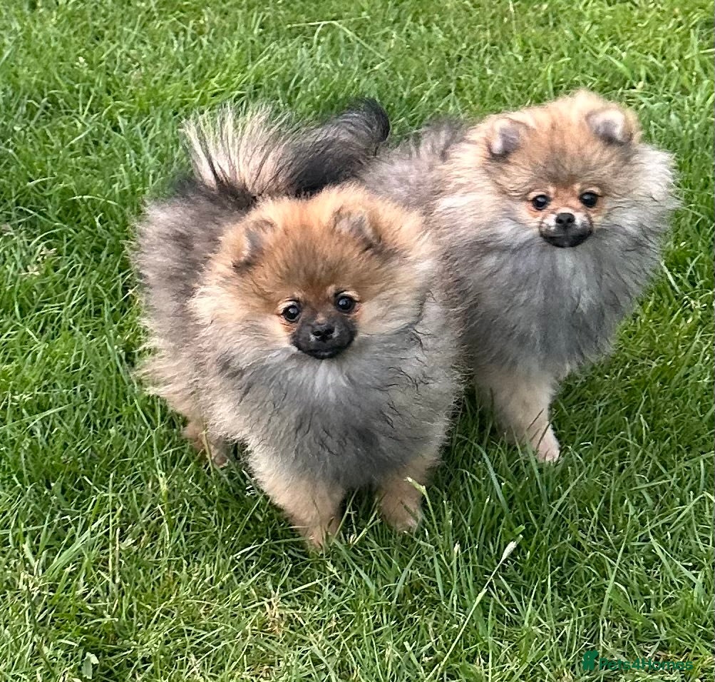 Pomeranian dogs ❤️ READY NOW! Stunning Pomeranian puppies 🐶❤️ - Advert 2