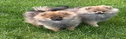 Pomeranian dogs for sale: ❤️ READY NOW! Stunning Pomeranian puppies 🐶❤️ - Advert 1