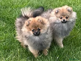Pomeranian dogs ❤️ READY NOW! Stunning Pomeranian puppies 🐶❤️ - Advert 15