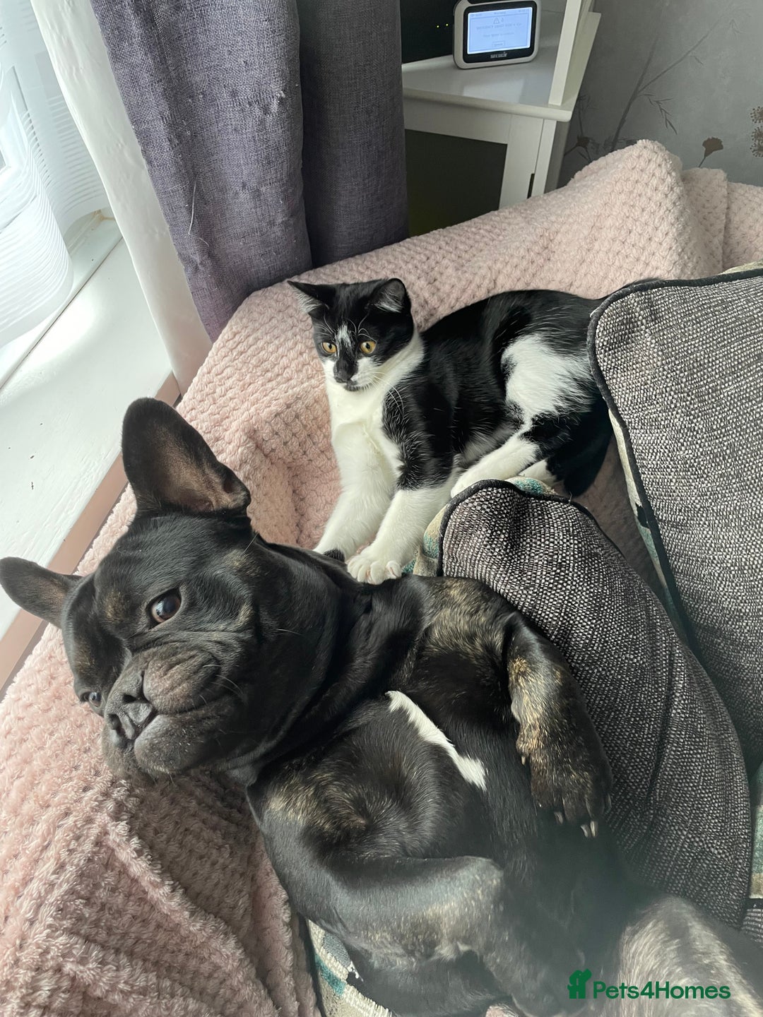 Mixed Breed dogs for sale: 4 year old French bulldog cross staff Teddy  - Image 2