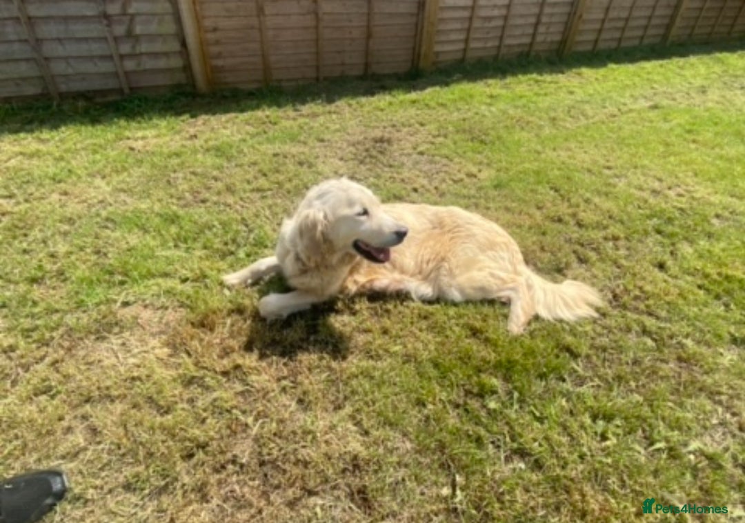 Golden Retriever dogs for sale: Golden Retreiver Adult Girl Rehome - Image 3