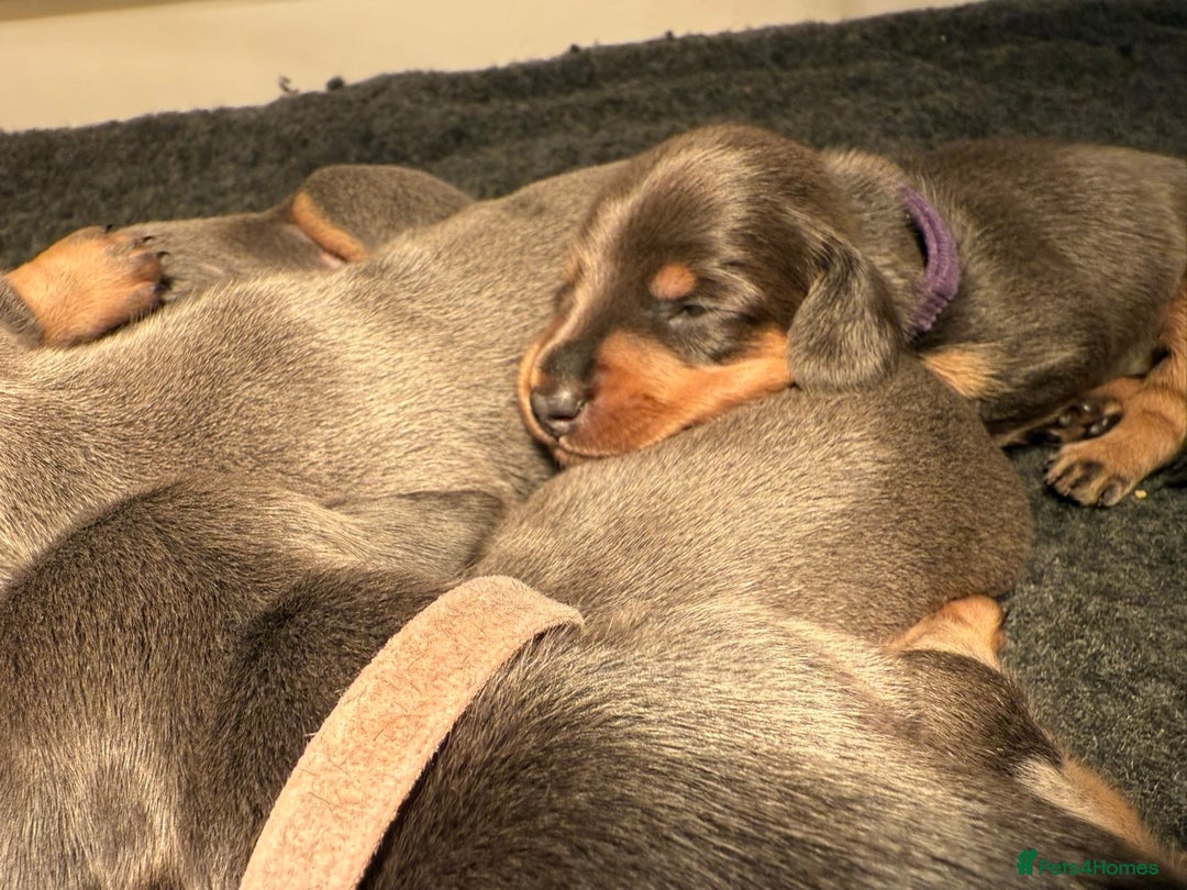 Miniature Dachshund dogs for sale: Blue & Tan Miniature Dachshund  - Advert 16