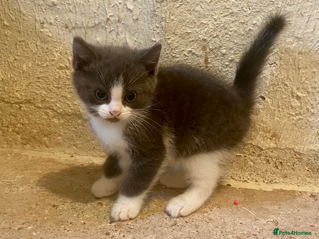 Mixed Breed cats for sale: Stunning part Siamese male kitten  - Image 7