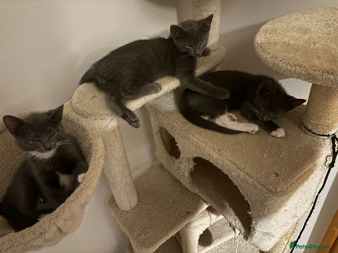 Domestic Shorthair cats for sale: 3 Grey Kittens ready for their new adventure!  - Image 3