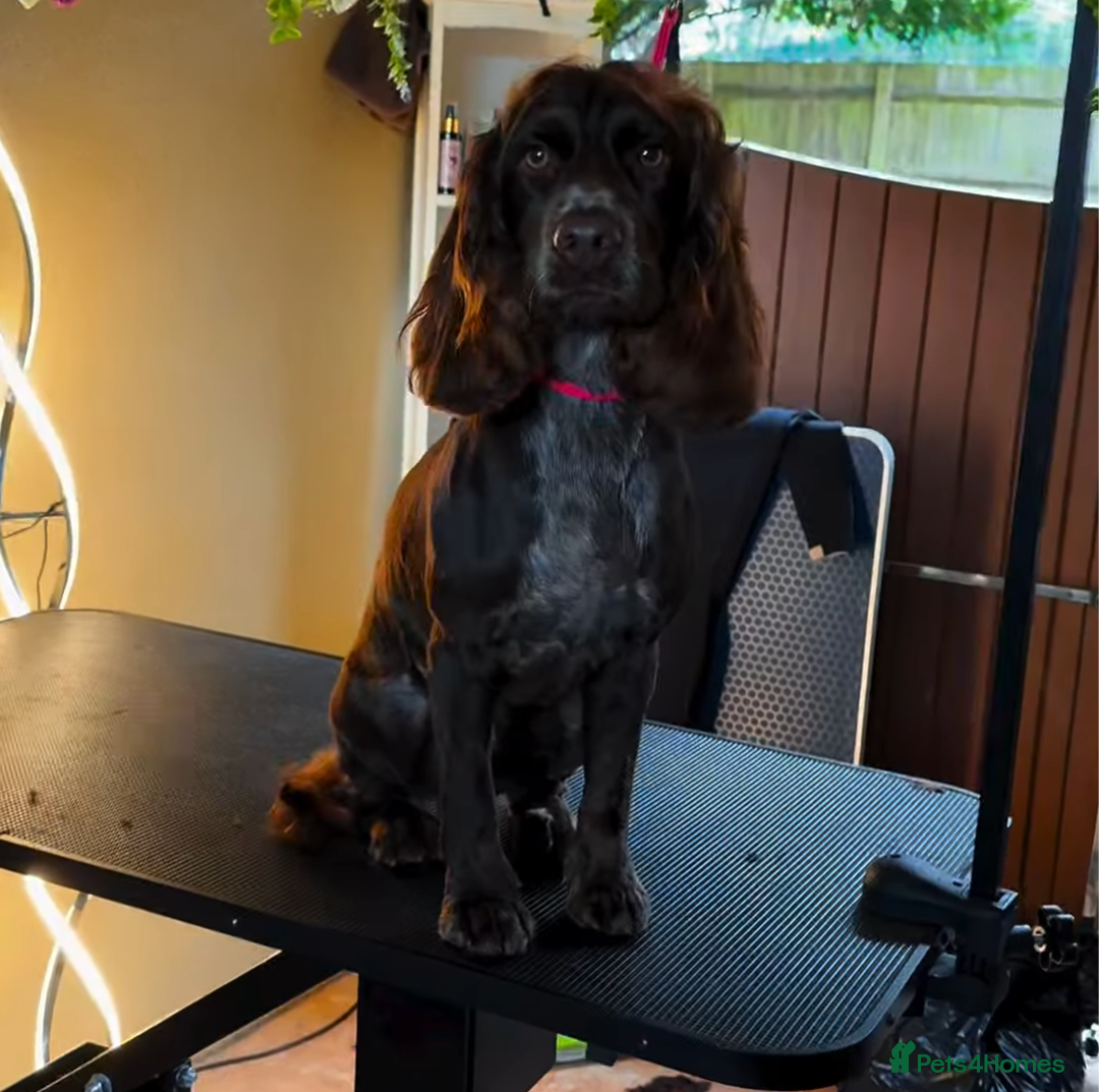 Cocker Spaniel dogs for sale: Chocolate cocker spaniel  - Image 2