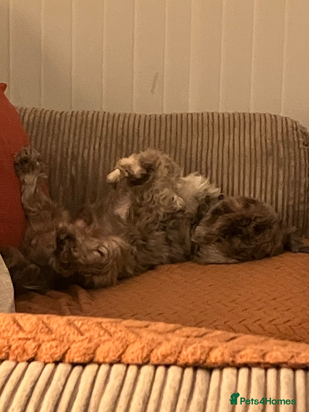 Shih Tzu dogs for sale: Bruno - Advert 3