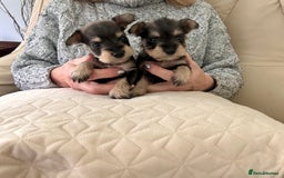 Miniature Schnauzer dogs for sale: Beautiful kc reg miniature schnauzers - Advert 1