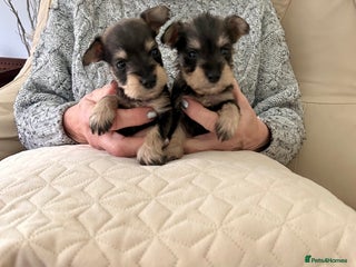 Miniature Schnauzer dogs Beautiful kc reg miniature schnauzers - Advert 9